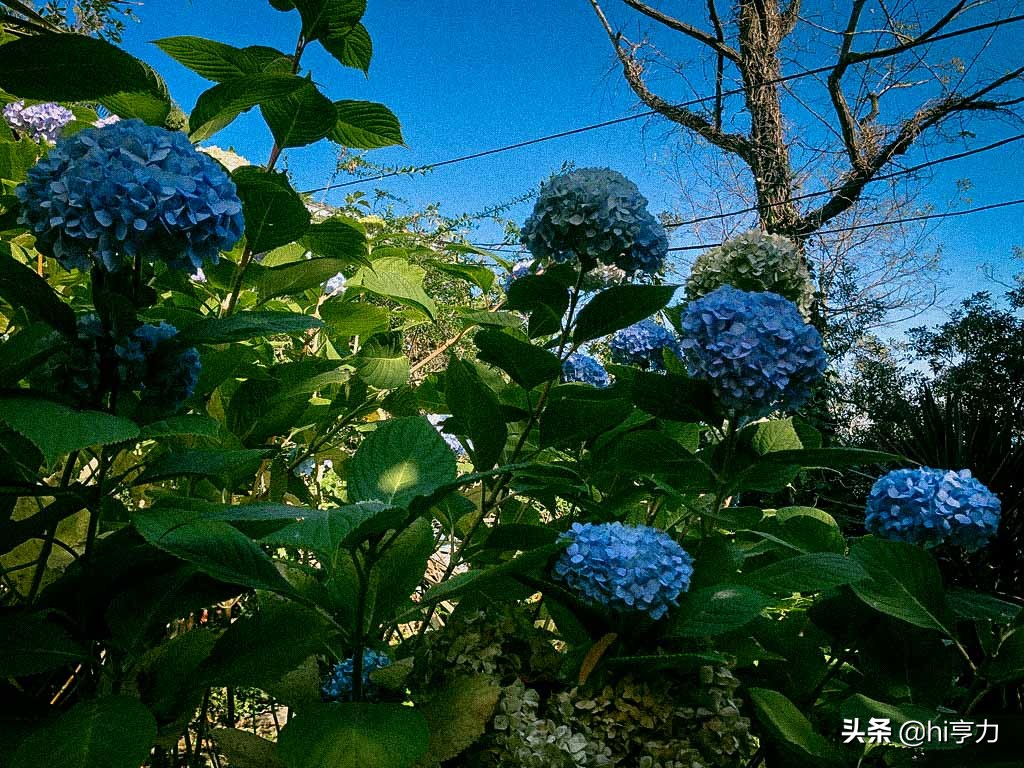 旧金山旅行指南,玩转旧金山