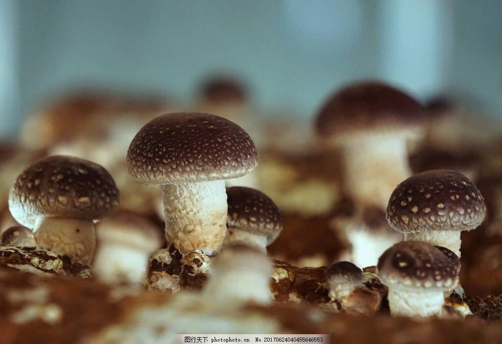 中草药香蕈,香蕈的营养价值及功效