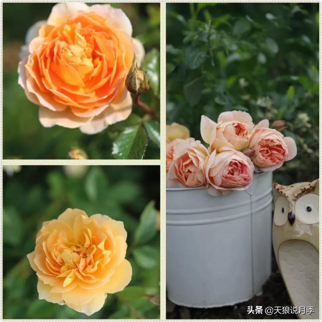 又一个十年,国产自育品种