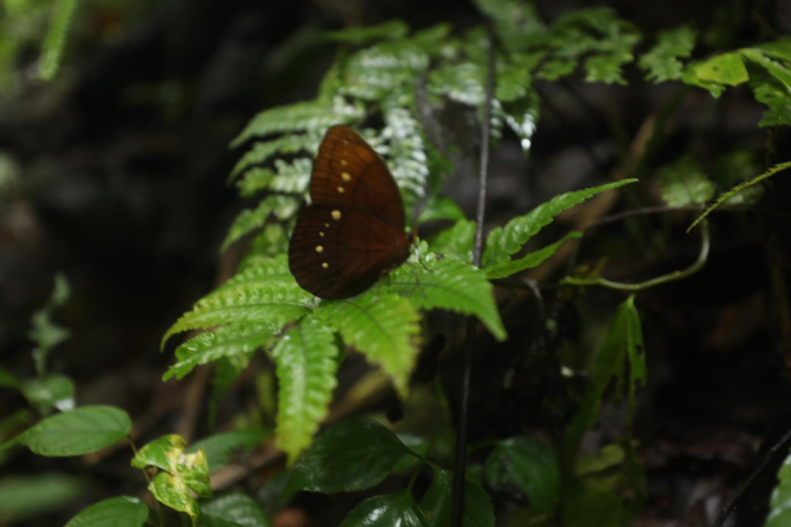 地球上最复杂最庞大的生态系统是,世界上最大的热带雨林生态系统