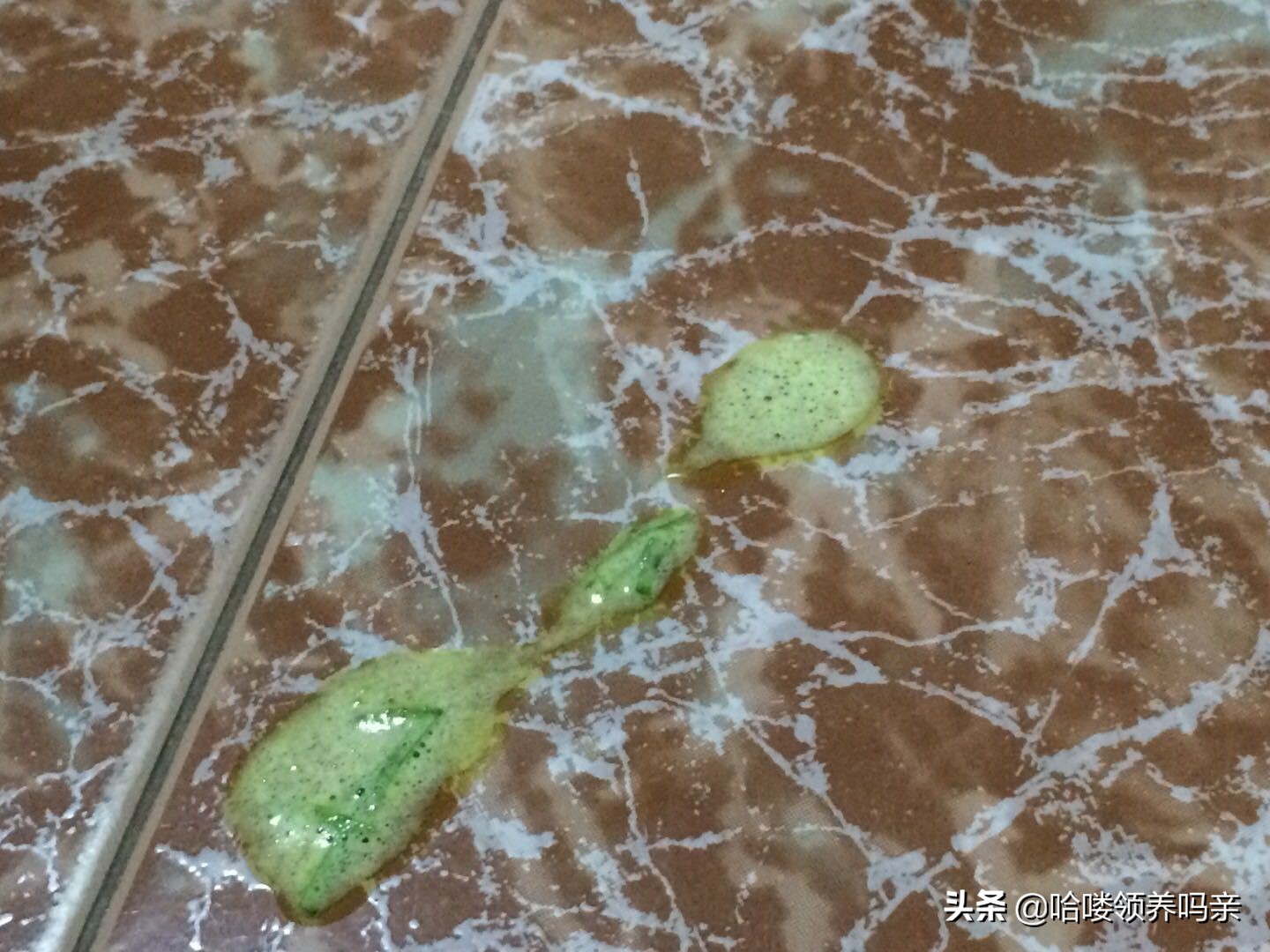 狗狗呕吐的背后，隐藏着多少不为人知的病情？不是每一种都能忽略