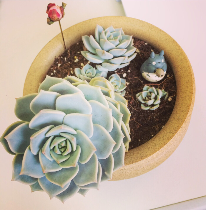 这些多肉“不老实”，冷不丁的就徒长，变成“大白菜”