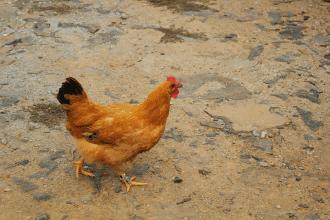 消费者投诉产品吃出异物,买家说吃出塑料投诉到工商局