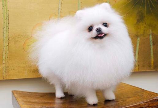 博美挑食严重怎么办,博美很挑食了怎么办