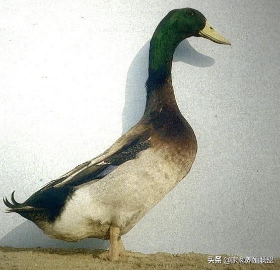 蛋鸭苗哪个品种最好,高产蛋鸭养殖技术