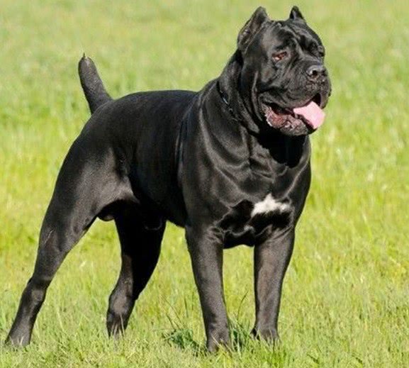 最聪明的十大狗狗品种介绍,史上最全的狗狗品种记得收藏