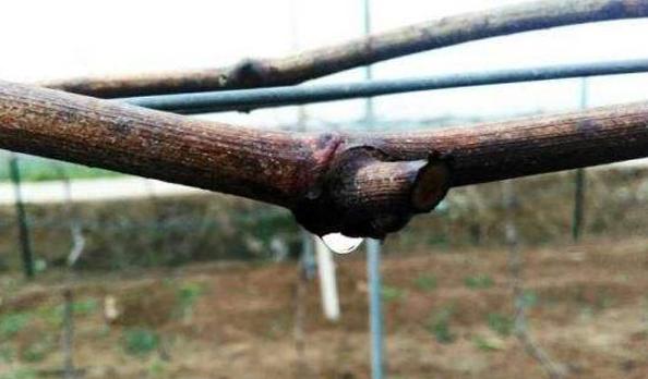 葡萄树伤流是什么原因,葡萄伤流的原因和危害