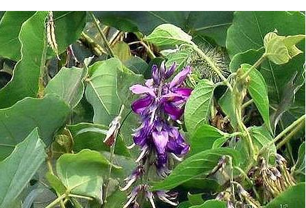 纯天然野生的葛根,野生葛根全株图片