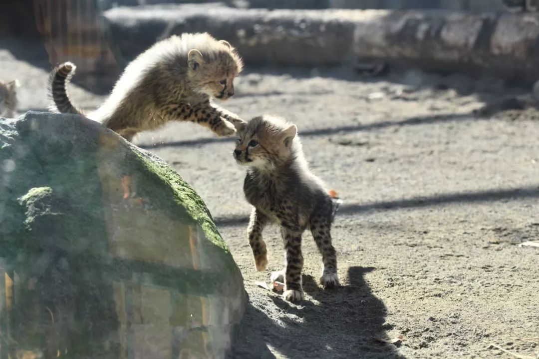 小幼崽靠在妈妈傍边偷偷哭,小崽崽趴在母亲怀里撒娇