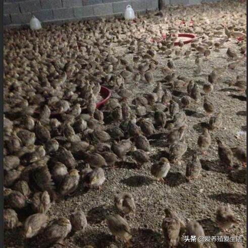 鹌鹑养殖投资计算,鹌鹑的养殖成本及利润率是多少呢