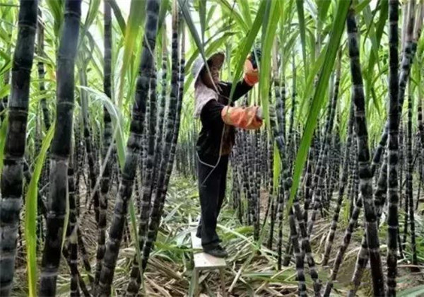 广西2020年黑皮果蔗产量是多少,黑皮甘蔗种植技术和管理技术