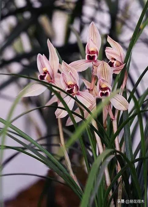 兰花春兰四大名品,兰花十大名品是哪些