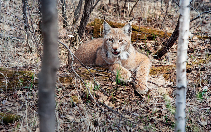 林草知识普及,林草科普讲解