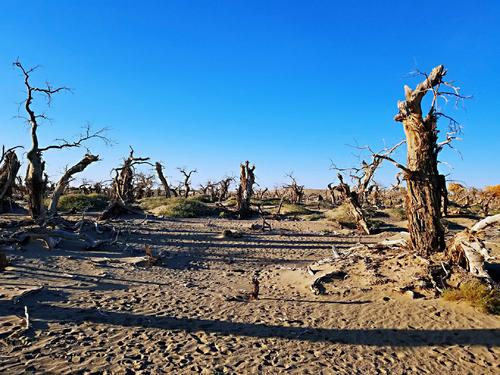 哭泣的红柳滩,哭泣的红柳滩下