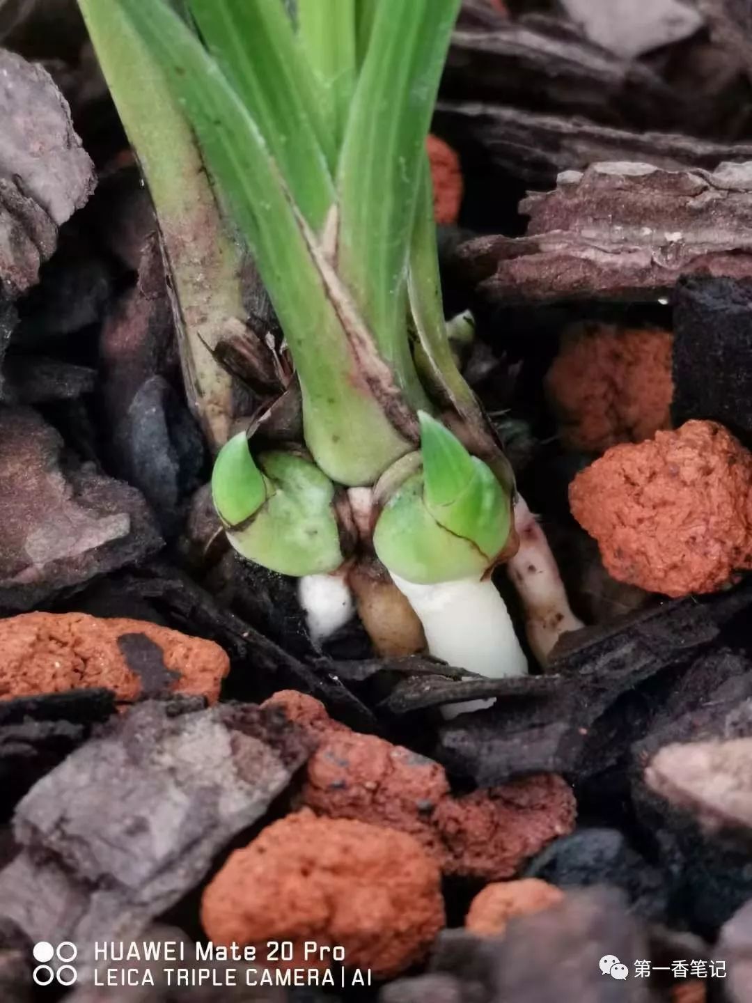 兰花品种鉴别视频,兰花花芽的鉴别