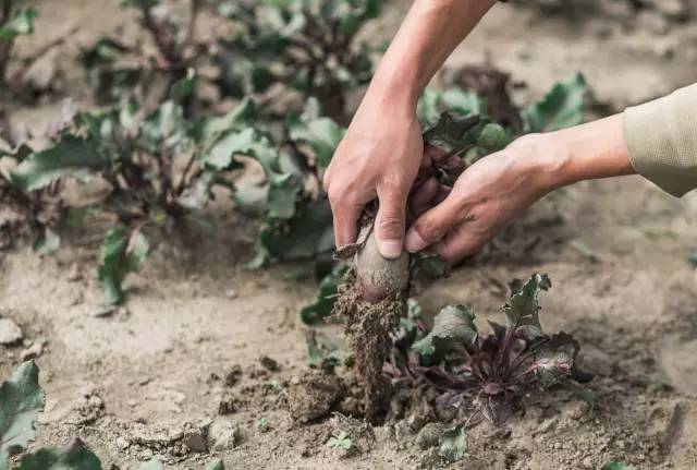 他在大理租下23个足球场大的地方，种菜、养牛、建农场日子过成诗