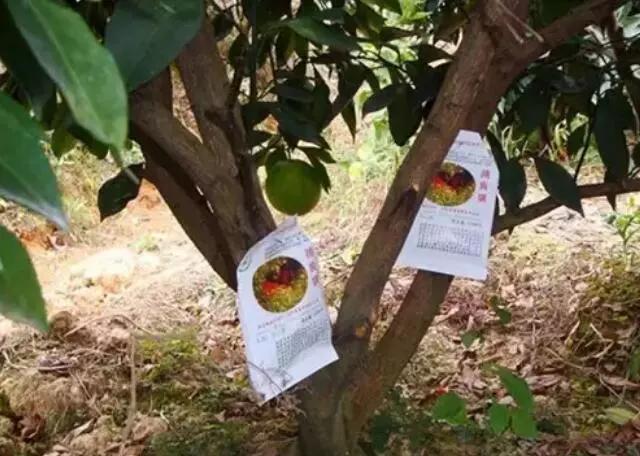 捕食螨真的可以防止红蜘蛛么,捕食螨哪个品牌杀红蜘蛛效果好