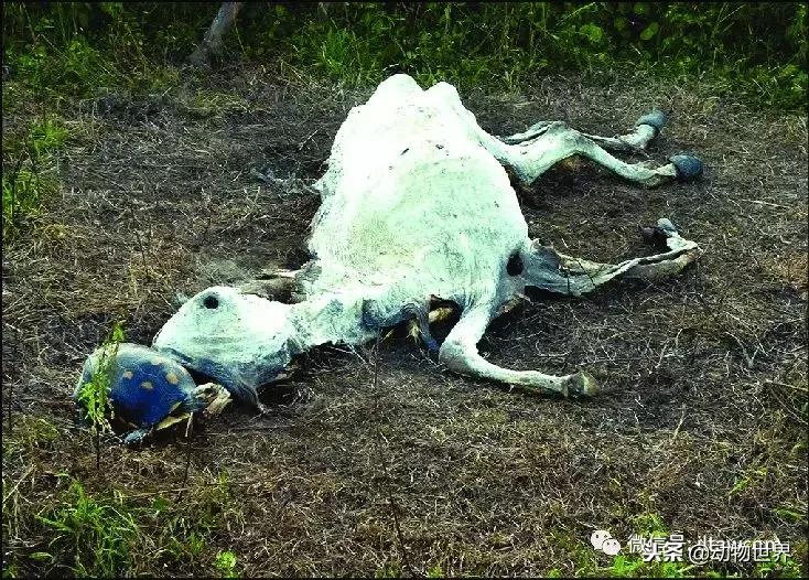 红腿象龟新手入门教程,黄腿象龟