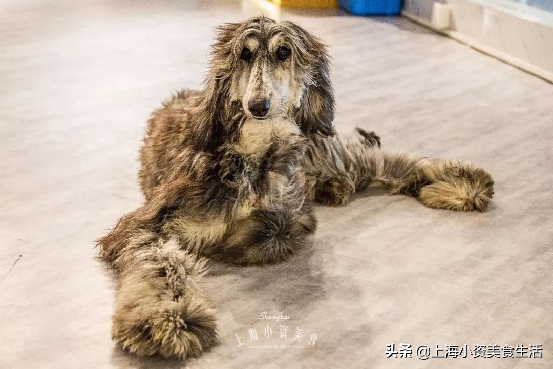 魔都哈士奇体验馆宠物咖啡,魔都哈士奇咖啡馆