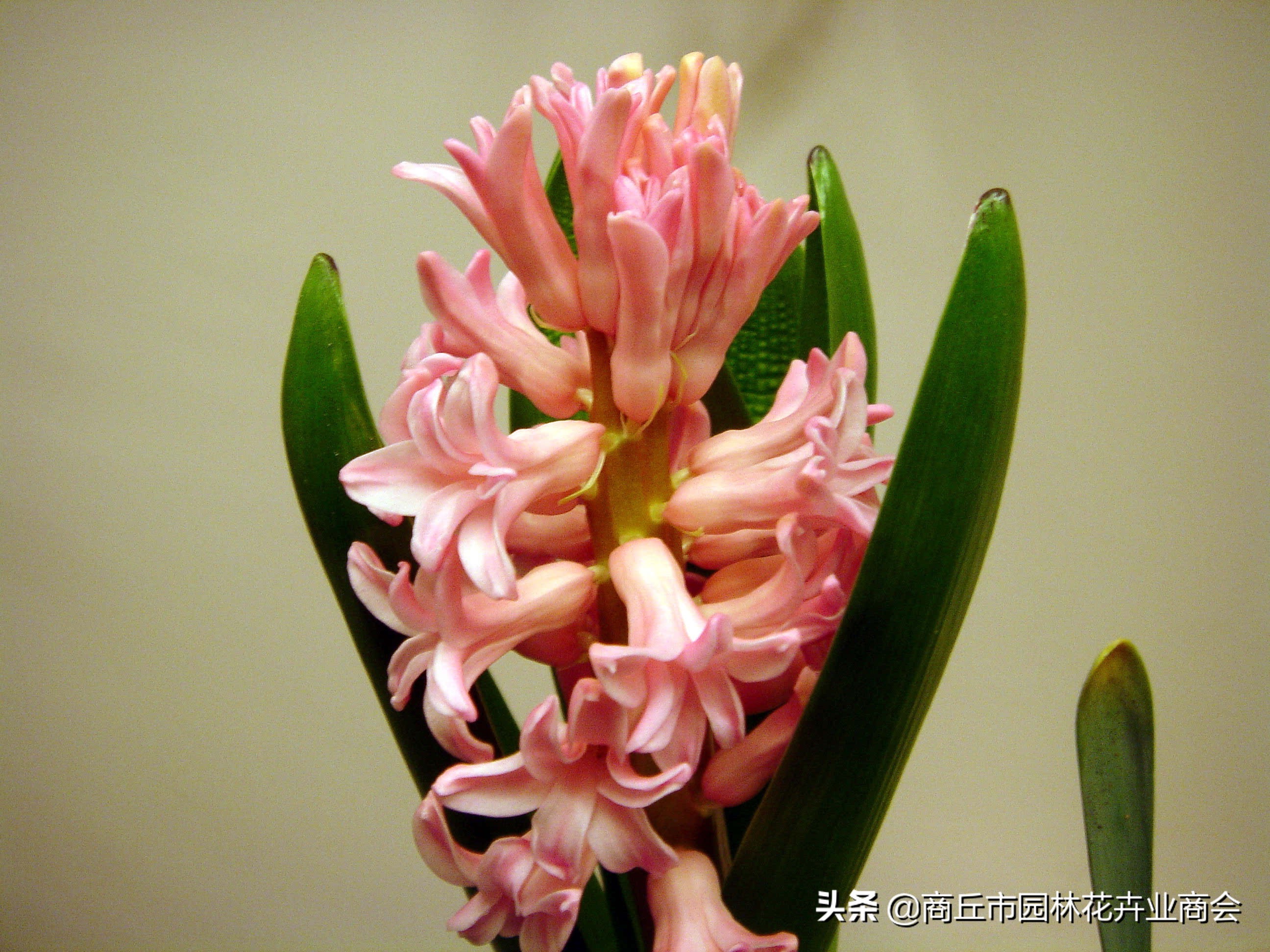 葡萄风信子种球要剥皮吗,风信子种球要不要剥皮