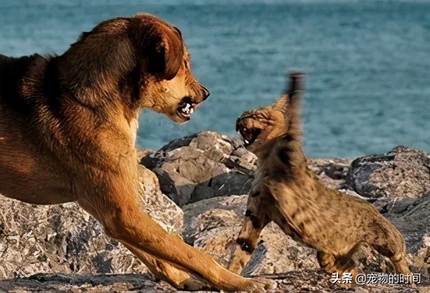 为什么你的猫不会咬你,为什么你的猫不喜欢叫