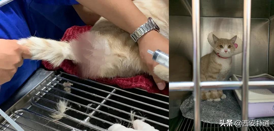 在西安给宠物看病凭什么这么贵