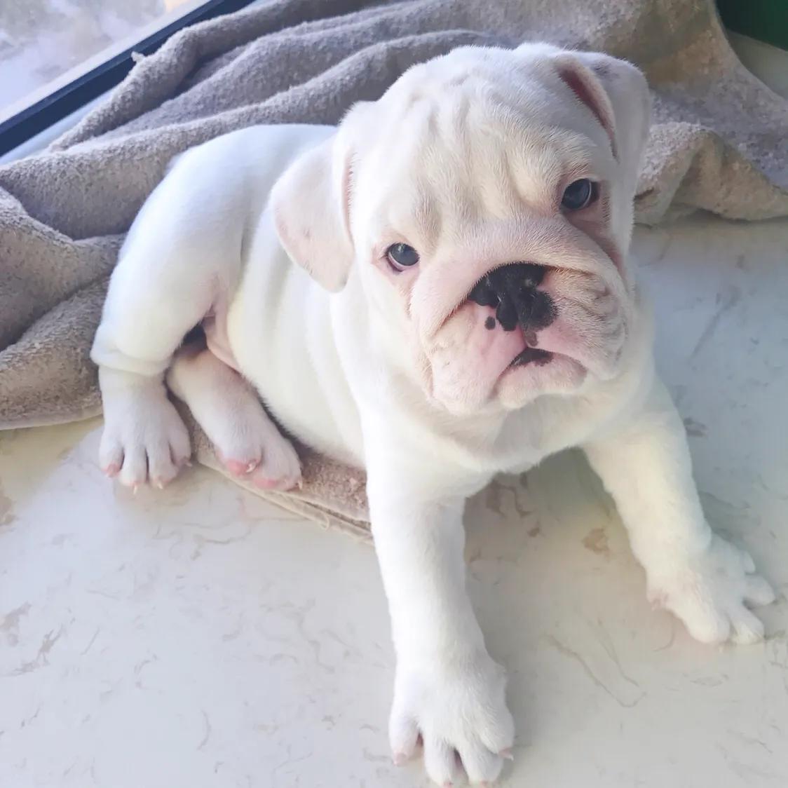 英牛怀孕成功率,英牛孕期多少天