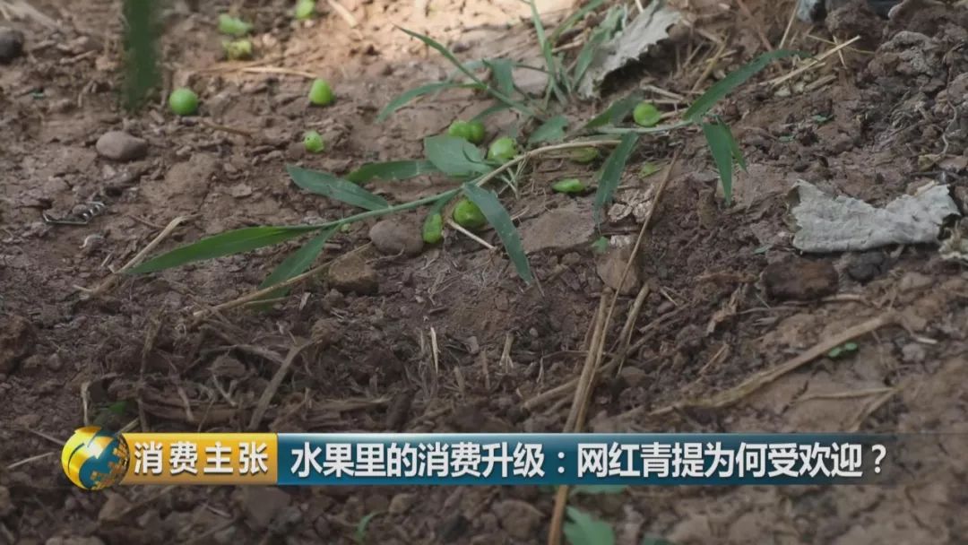 阳光玫瑰葡萄水果中爱马仕,阳光玫瑰葡萄有多贵