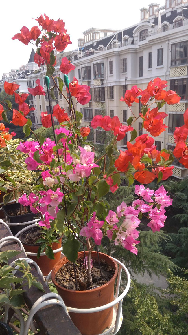 适合9月份养的绿植,四季最好养的10种花