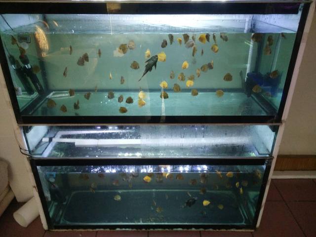 鱼缸应该摆放在家里哪个位置最好,鱼缸最好摆放在家的什么位置