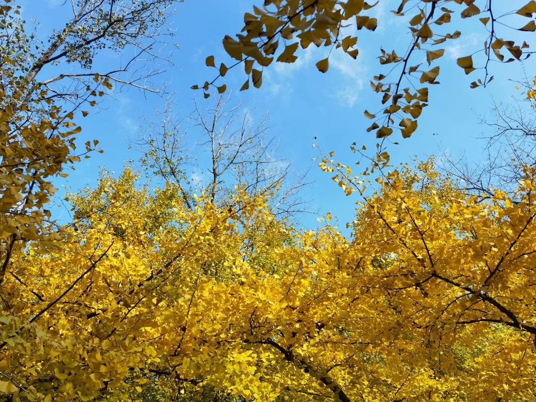 上海最美秋景,上海哪些公园可以拍秋景