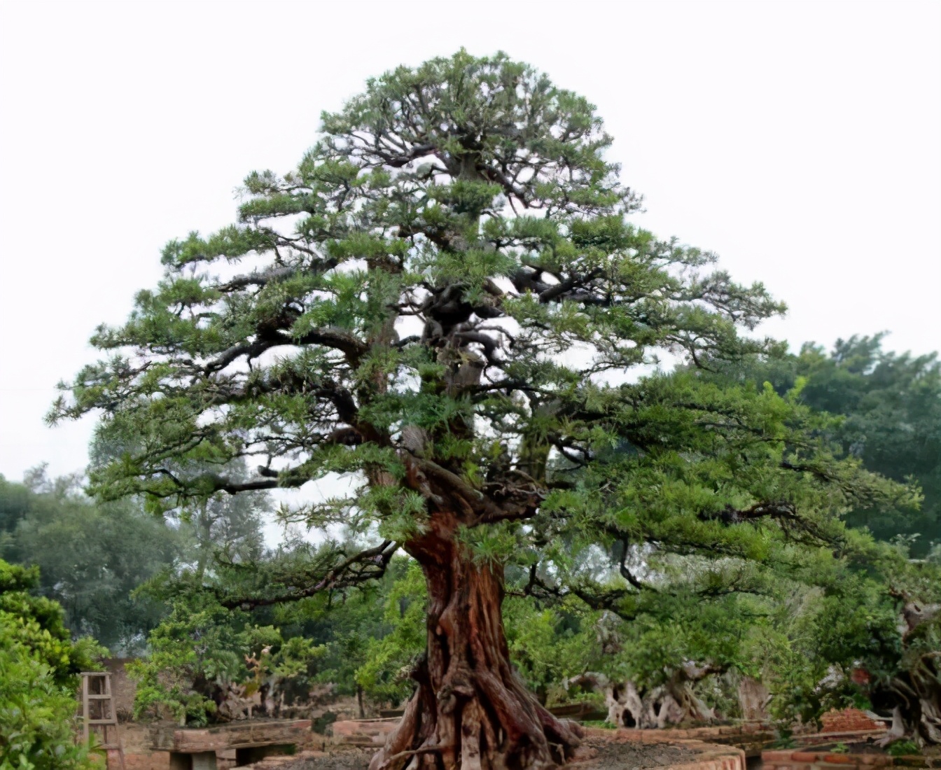 罗汉鱼常见品种,罗汉鱼十大品种排名
