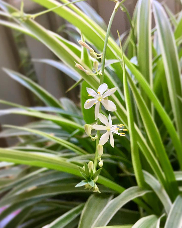 养吊兰如何避免黄叶干尖？定期喷洒此种水溶液，叶片越长越绿