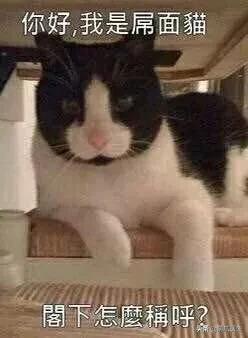 长得很潦草的一只猫,一只猫能有多潦草