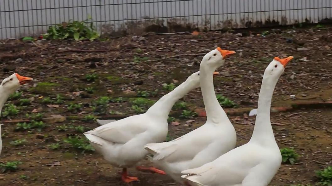 北碚荒废小学,重庆北碚蔡家荒废学校