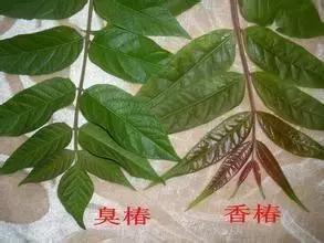 我国很多成语与植物有关,汉语成语中的植物文化
