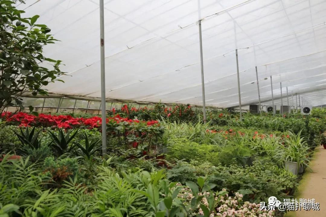 聊城最便宜的花卉批发,聊城附近的花卉市场