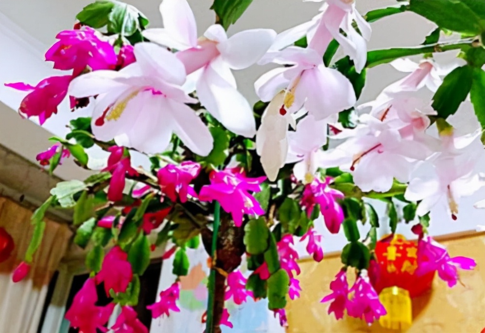 观花最好养的植物,5-10月适合养什么花