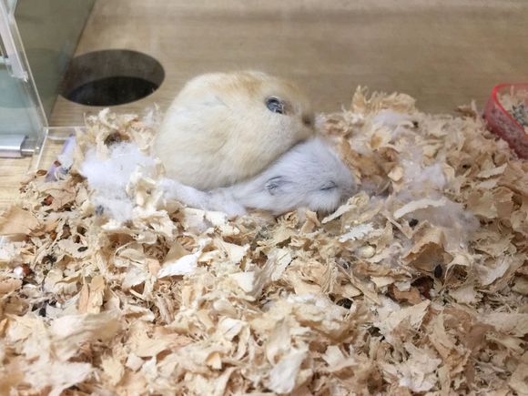 布丁仓鼠和三线仓鼠能合笼吗,买回来的仓鼠可以马上合笼吗