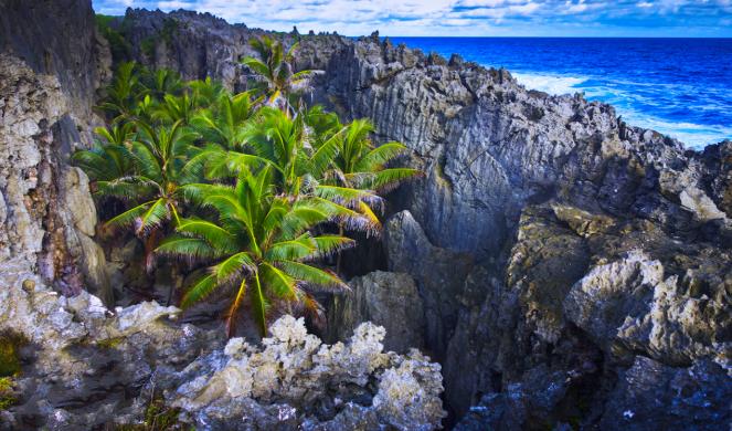 最孤独鸭子被咬死百科,史上最孤独的鸭子