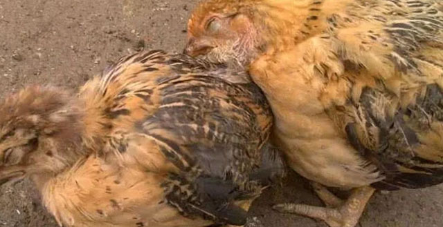 家禽鸡头肿用什么药好,鸡头肿大用什么药