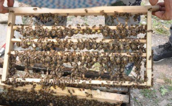 怎样让蜜蜂快速分群分蜂,蜜蜂如何帮它分家