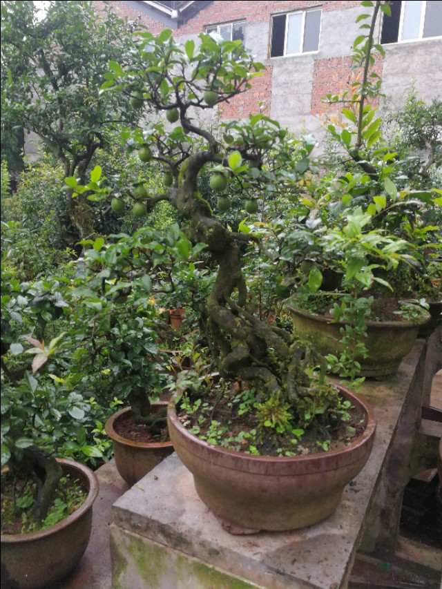 金弹子开花是母桩还是公桩,金弹子原生母桩开的花是什么样子