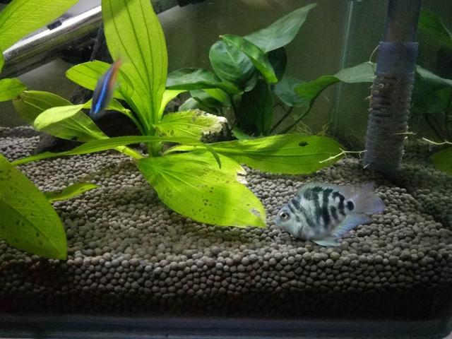 鱼缸出现大量小气泡,鱼缸里出现气泡是什么原因