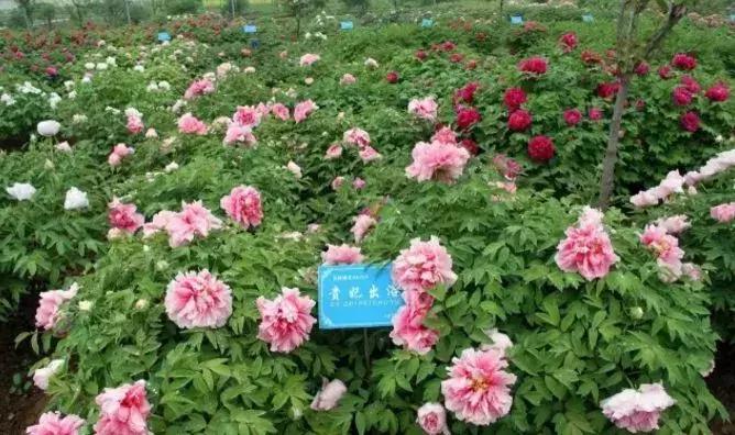 洛阳鹰嘴山沿黄公路自驾游攻略,洛阳旅游景点攻略最值得去的地方