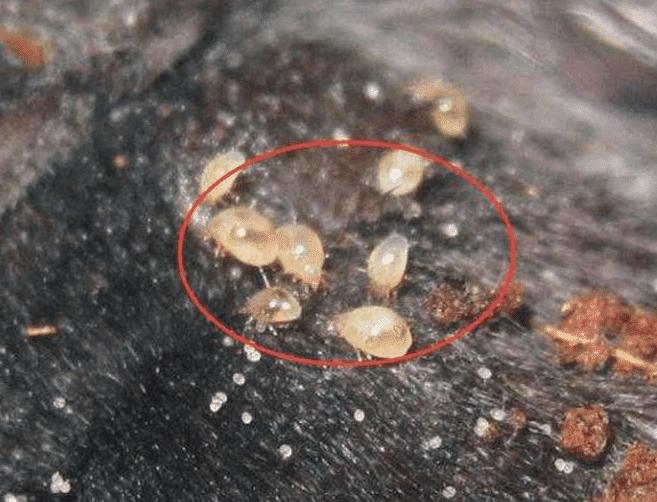 脸颊两边有螨虫用什么东西,螨虫在脸上分泌的物体