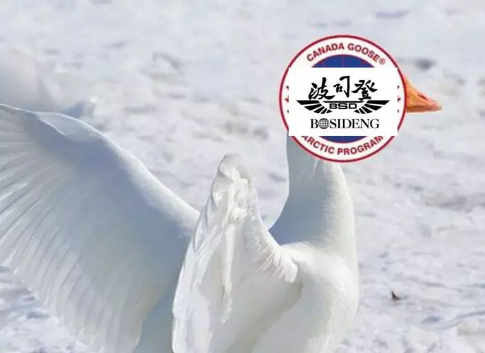 波司登极寒系列和加拿大鹅,波司登拥抱加拿大鹅腿
