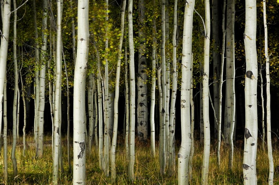 畜禽拉稀用什么药最好,治疗猪牛羊腹泻