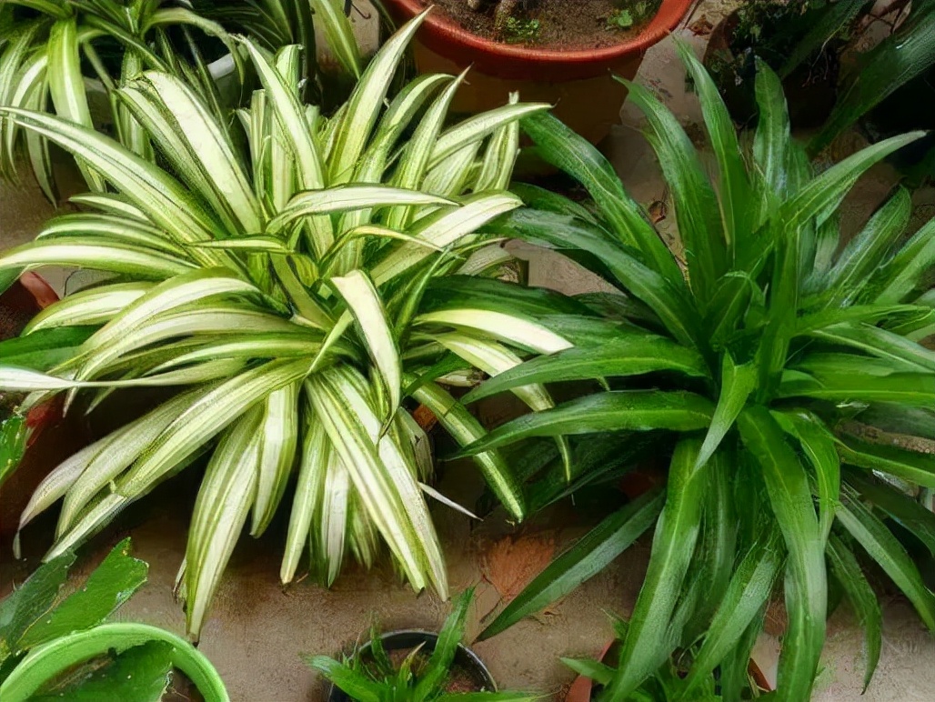 这“38种花”，当你开始收集品种时，你已入坑颇深