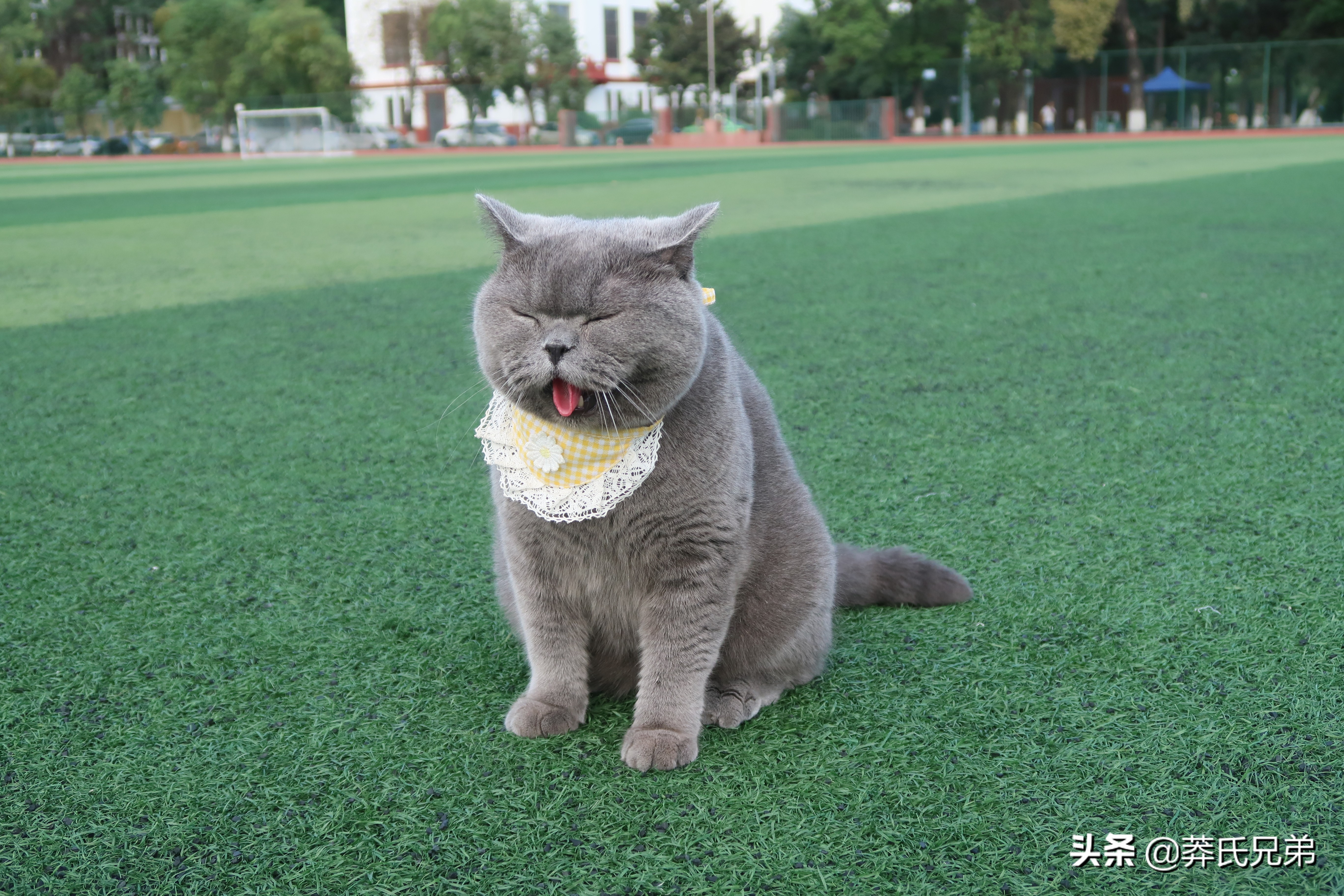 带猫去打篮球,带小猫咪去球场